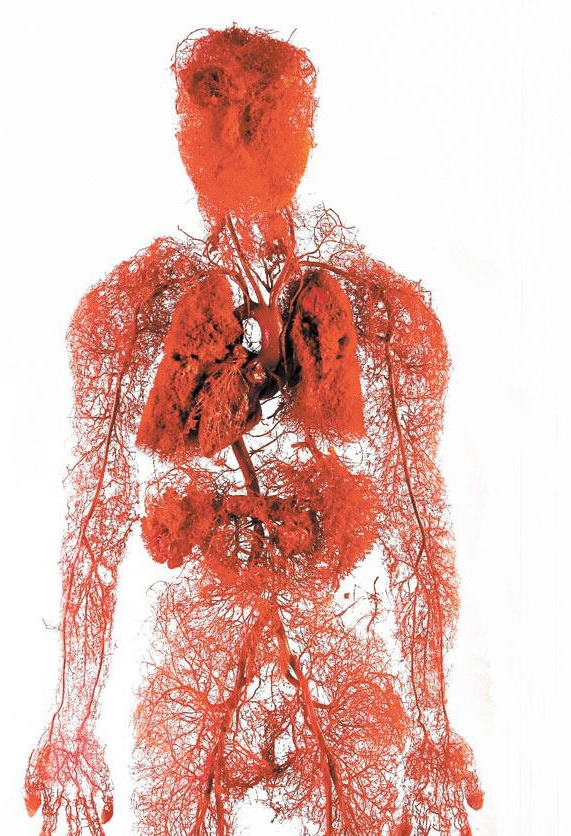 układ krwionośny - krwiobieg